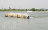 Hiệu quả nu&ocirc;i trồng thủy sản trong ao b&aacute;n nổi 