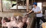Kh&oacute; khăn trong t&aacute;i đ&agrave;n sau dịch tả lợn ch&acirc;u Phi