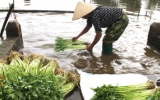 N&ocirc;ng d&acirc;n T&acirc;n Lập (Vũ Thư) tất bật chăm s&oacute;c, thu hoạch rau cần phục vụ thị trường tết Nguy&ecirc;n đ&aacute;n