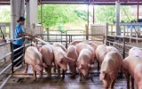 Th&aacute;i B&igrave;nh: Gi&aacute; lợn hơi giảm mạnh c&ograve;n 69.000 đồng/kg