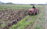 Th&aacute;i B&igrave;nh: Tập trung vệ sinh đồng ruộng, c&agrave;y lật đất xong trước ng&agrave;y 10/12 