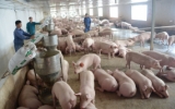 Tổng đ&agrave;n lợn tăng 15,7% so với c&ugrave;ng kỳ