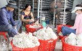 Trồng nấm hướng đến sản phẩm OCOP