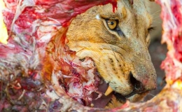 Những bức h&igrave;nh động vật hoang d&atilde; đẹp nhất 2010