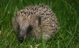 Kh&aacute;m ph&aacute; thế giới lo&agrave;i vật