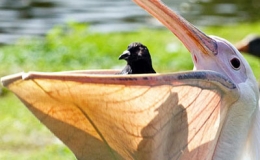 Kh&aacute;m ph&aacute; thế giới động vật