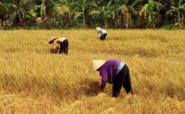 V&agrave; m&ugrave;a gặt lại đến...