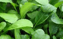 Phong tr&agrave;o "rau xanh"