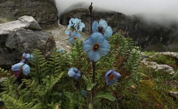 Cảnh đẹp thi&ecirc;n nhi&ecirc;n