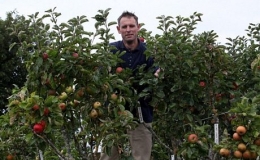 250 giống t&aacute;o c&ugrave;ng ph&aacute;t triển tr&ecirc;n một c&acirc;y