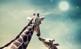 Những b&iacute; mật về hươu cao cổ