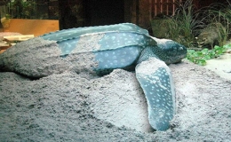 Chuyện chưa biết về lo&agrave;i r&ugrave;a khổng lồ, nặng gần 1 tấn