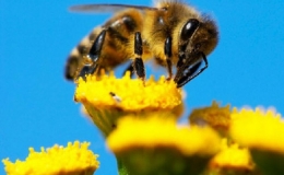 B&iacute; mật của lo&agrave;i ong