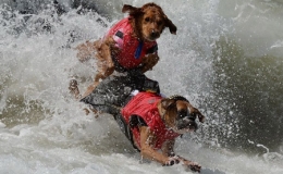 Độc đ&aacute;o cuộc thi lướt s&oacute;ng của những ch&uacute; khuyển ở California