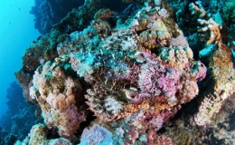 Chi&ecirc;m ngưỡng nghệ thuật ngụy trang cực si&ecirc;u của động vật