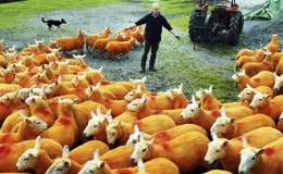 Nhuộm l&ocirc;ng m&agrave;u cam cho 800 ch&uacute; cừu để... chống trộm