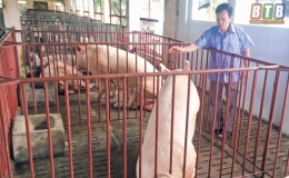 C&ocirc;ng ty Cổ phần Giống chăn nu&ocirc;i Th&aacute;i B&igrave;nh đ&aacute;p ứng nguồn giống chất lượng