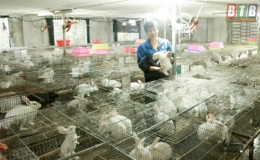 Thanh ni&ecirc;n B&igrave;nh &ETH;ịnh lập nghiệp tr&ecirc;n qu&ecirc; hương