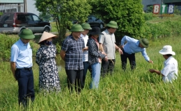 Năng suất l&uacute;a m&ugrave;a Kiến Xương ước đạt gần 60 tạ/ha