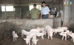 Triển khai kế hoạch kiểm tra ph&ograve;ng chống bệnh dịch tả lợn ch&acirc;u Phi