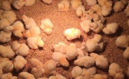 Việt Nam đ&atilde; khống chế th&agrave;nh c&ocirc;ng c&uacute;m gia cầm