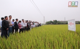 Đ&aacute;nh gi&aacute; m&ocirc; h&igrave;nh sử dụng ph&acirc;n vi sinh tr&ecirc;n c&acirc;y l&uacute;a