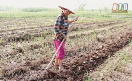 Vũ Thư: S&aacute;ng l&uacute;a, chiều c&acirc;y vụ đ&ocirc;ng