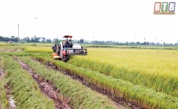 Đ&ocirc;ng Qu&yacute; được m&ugrave;a l&uacute;a giống