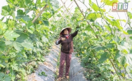 Vũ Thư: Rộn r&agrave;ng vụ đ&ocirc;ng sớm