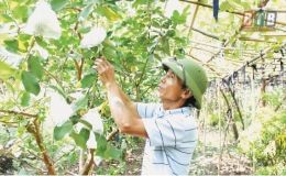 Đất bồi cho quả ngọt