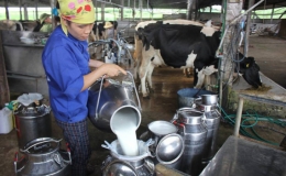 Th&aacute;ng 10, lần đầu ti&ecirc;n Việt Nam xuất khẩu sữa ch&iacute;nh ngạch sang Trung Quốc