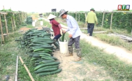 Li&ecirc;n kết sản xuất đưa n&ocirc;ng sản xuất ngoại