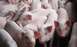 Gi&aacute; heo hơi cao kỷ lục