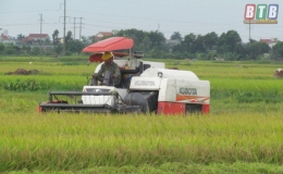 Hưng H&agrave;: Thu hoạch l&uacute;a m&ugrave;a, sản xuất vụ đ&ocirc;ng