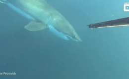 Khoảnh khắc c&aacute; mập trắng tấn c&ocirc;ng thợ lặn dưới biển