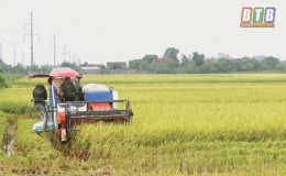 Đ&ocirc;ng Hưng l&uacute;a về, ng&ocirc;, b&iacute;... xuống đồng