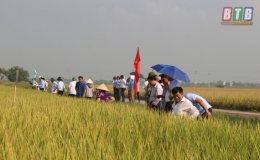 Triển vọng những giống l&uacute;a mới