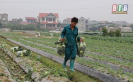 Quỳnh Phụ: X&acirc;y dựng 23 c&aacute;nh đồng mẫu