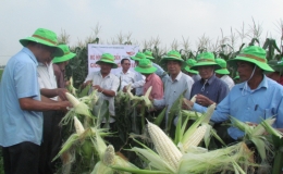  ThaiBinh Seed Group đ&aacute;nh gi&aacute; m&ocirc; h&igrave;nh tr&igrave;nh diễn giống ng&ocirc; nếp lai TBM18