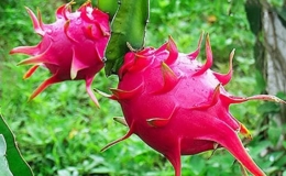 Thanh long giảm gi&aacute; mạnh