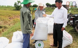 B&igrave;nh Định li&ecirc;n kết sản xuất l&uacute;a giống