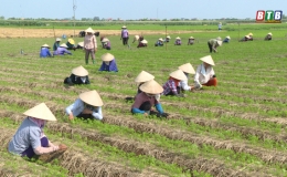 &ldquo;Tấc đất&rdquo; - &ldquo;tấc v&agrave;ng&rdquo; ở Điệp N&ocirc;ng
