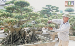 Thổi hồn cho c&acirc;y cảnh