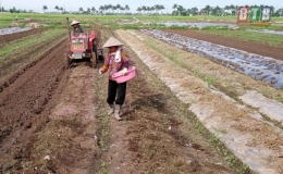 Kiến Xương gieo trồng được tr&ecirc;n 3,4 ngh&igrave;n ha c&acirc;y vụ đ&ocirc;ng