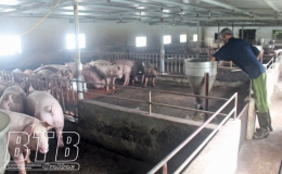 Chỉ thị số 19/CT-UBND về việc tập trung chỉ đạo, triển khai quyết liệt, đồng bộ c&aacute;c giải ph&aacute;p kiểm so&aacute;t dịch bệnh dịch tả lợn ch&acirc;u Phi