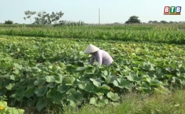 Cơ chế hỗ trợ, khuyến kh&iacute;ch &ndash; Đ&ograve;n bẩy ph&aacute;t triển sản xuất vụ đ&ocirc;ng ở Vũ Thư