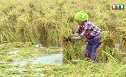 Khắc phục ngập &uacute;ng, bảo vệ sản xuất n&ocirc;ng nghiệp