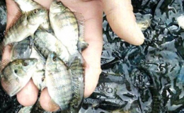 Một số lưu &yacute; chăm s&oacute;c c&aacute; nu&ocirc;i thời điểm giao m&ugrave;a