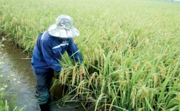 Nỗ lực x&oacute;a ruộng hoang