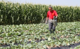 Quỳnh Phụ: Đẩy nhanh tiến độ trồng c&acirc;y m&agrave;u vụ đ&ocirc;ng